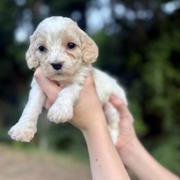 Piper - Cream female Cockapoo puppy in Tallahassee, Florida from Panhandle Pups
