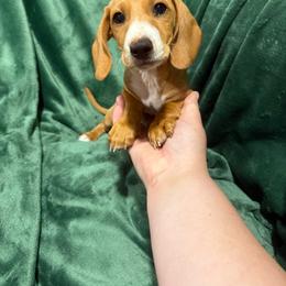 David - Cream male Dachshund puppy in Mountain Home, Arkansas from Furry Friends Kennel