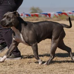 Zephyrus - American Bully