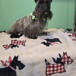 Bentley - Scottish Terrier