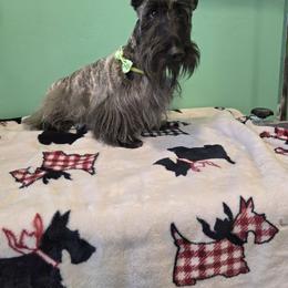 Bentley - Scottish Terrier