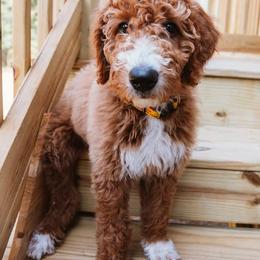 Goldendoodle and Poodle Puppies from Southern Hunters Standards