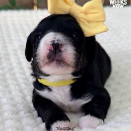 Blessing - Tri-color female Bernedoodle puppy in Orange, Texas from Walk with Me Doodles