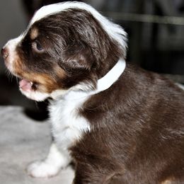 FLICKER - Red Miniature Australian Shepherd puppy in Omak, Washington from Willow Flats Kennels