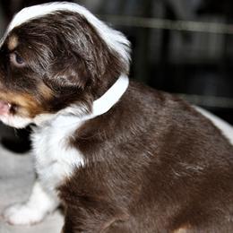 FLICKER - Red Miniature Australian Shepherd puppy in Omak, Washington from Willow Flats Kennels