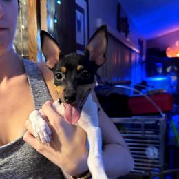 Misty Pup C - White black and tan male Toy Fox Terrier puppy in Clermont, Florida from Debbie Hiles's Toy Fox Terriers