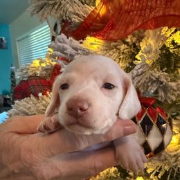 Jake - Cream male Dachshund puppy in El Cajon, California from Lisa Buxton