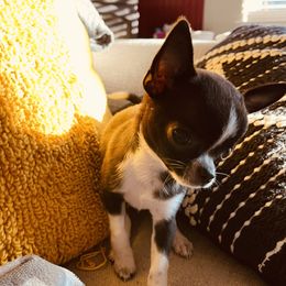 Nori - Chihuahua