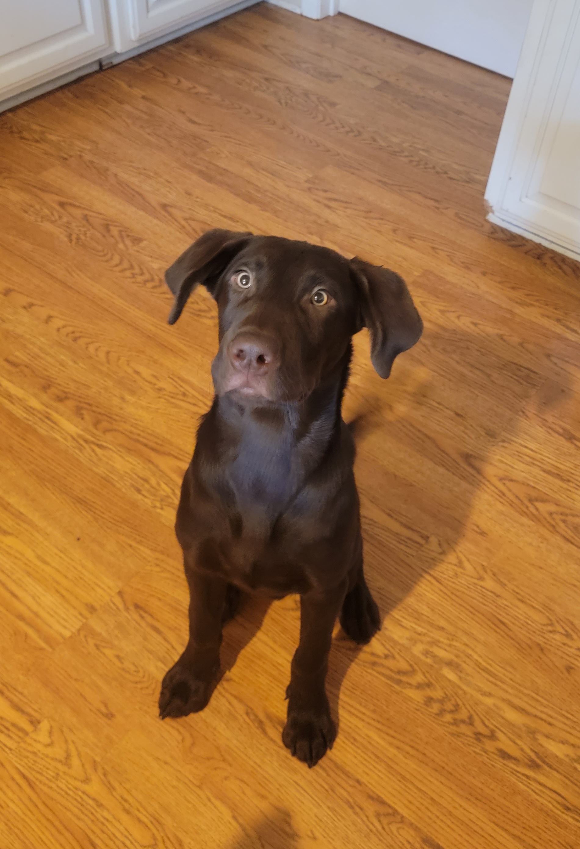 Boy 8 - Chocolate Labrador Retriever puppy in Rogue River, Oregon from PNW Labradors
