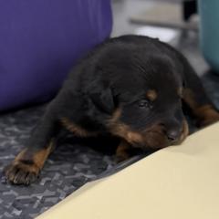 Pink-green collar - Black and rust female Beauceron puppy in Floyd’s Knobs, Indiana from Birdwing Beaucerons