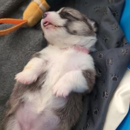 Pink Collar Girl - Red female Pembroke Welsh Corgi puppy in Stoystown, Pennsylvania from Willow Grove Corgis