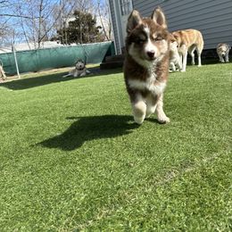 Siberian Husky Puppies from Young Orchard Siberians