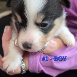 Boy 1 - Black and tan male Pembroke Welsh Corgi puppy in Buffalo, Wyoming from Diamond K Corgis