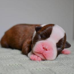Biscoff - Seal and white male Boston Terrier puppy in Plymouth, New Hampshire from Punk Kennels