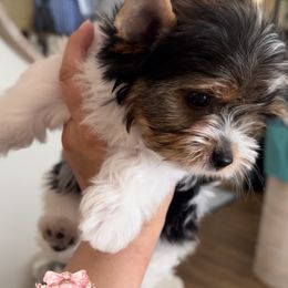 Armani - Black tan and white male Biewer Terrier puppy in Concord, California from Puppy Boutique