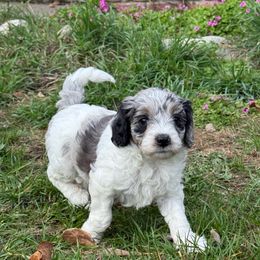 Ash - Parti male Goldendoodle puppy in Grants Pass, Oregon from Oregon Valley Pups