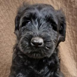 Aqua - Black female Giant Schnauzer puppy in Locust Grove, Oklahoma from M & J's Oklahoma Giants