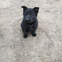 Yellow - Black male German Shepherd puppy in Luna, New Mexico from Von De León German Shepherds