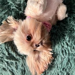 Shih Tzu Puppies from Jodi’s Shihtzus