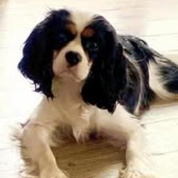 Harley - Cavalier King Charles Spaniel