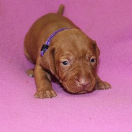 "4 sale Lila 2 weeks old" Vizsla Puppies from Pheasant Poppers Vizslas