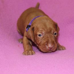 "4 sale Lila 2 weeks old" Vizsla Puppies from Pheasant Poppers Vizslas