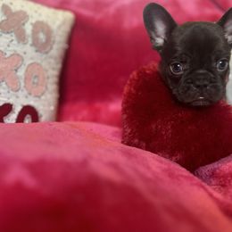 French Bulldog Puppies from Fancy Frenchies