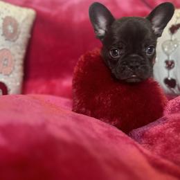 French Bulldog Puppies from Fancy Frenchies