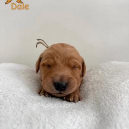 Dale - Golden male Golden Retriever puppy in Simpsonville, South Carolina from Upstate Revival Retrievers