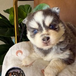 Starr - Gray and white female Pomsky puppy in Mesa, Arizona from Platinum Pomskies