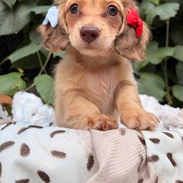 Medium Roast - Cream female Dachshund puppy in Coldwater, Mississippi from Under the Stars Minis