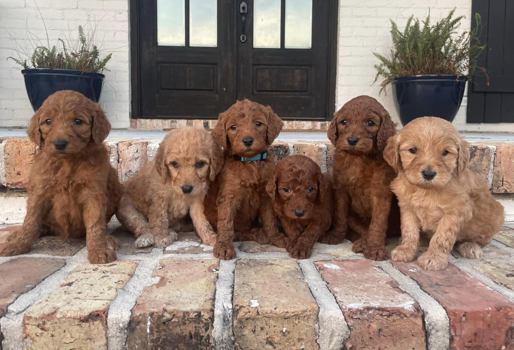 Magnolia Poodles and Doodles in Mississippi | Goldendoodle puppies ...