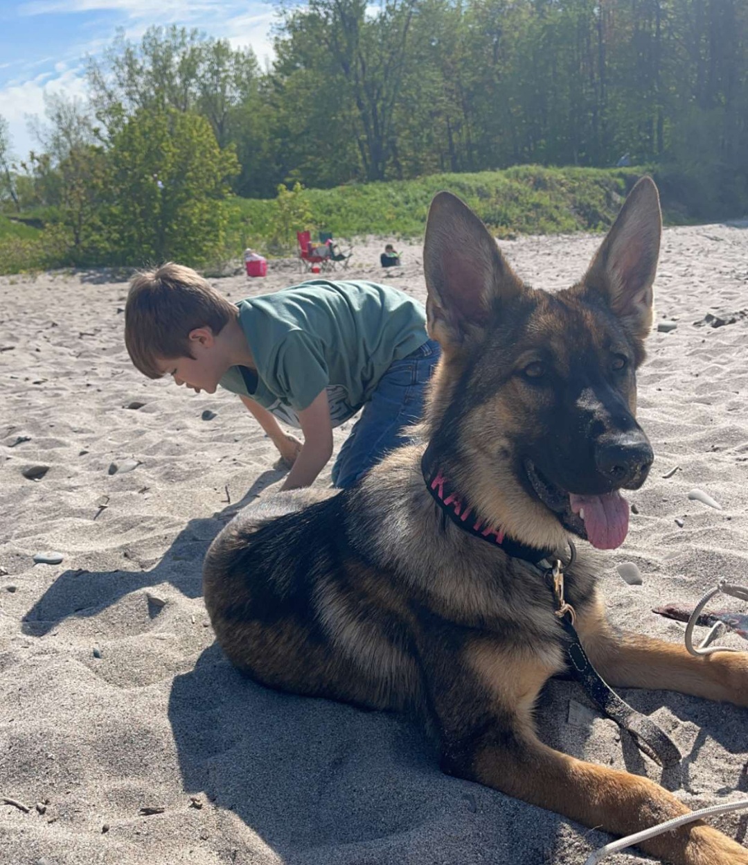 German Shepherd Puppies from Shepherds of the Hundred Acres