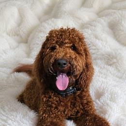 LUKA - Red  male Goldendoodle puppy in Austin, Texas from Austin Doodles & Poodles