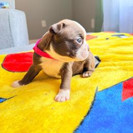 Jill - Red female Boston Terrier puppy in Kentucky from Graceful Paws