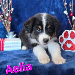 Aelia - Black tri-color female Australian Shepherd puppy in Smithfield, Utah from Invictus Farms
