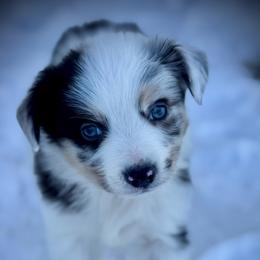 Toto - Blue merle male Australian Shepherd puppy in El Dorado Springs, Missouri from HP Aussie Kennels