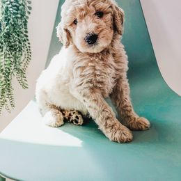 Goldendoodle, Labradoodle, and Poodle Puppies from Noble Friend Breeders LLC