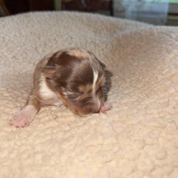 Phoenix - Red merle female Australian Shepherd puppy in Yelm, Washington from Country Rose Australian Shepherds