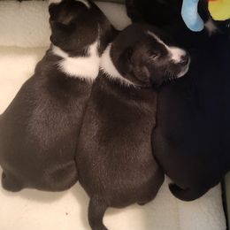 Basenji Puppies from Maererano Basenjis