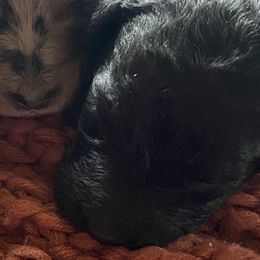 Boy 4 - Aussiedoodle puppy in Clyde, Texas from W7 Doodles