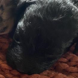 Boy 4 - Aussiedoodle puppy in Clyde, Texas from W7 Doodles