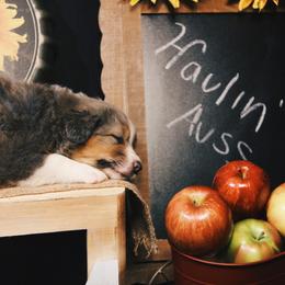 Australian Shepherd Puppies from Cooper Ridge Aussies