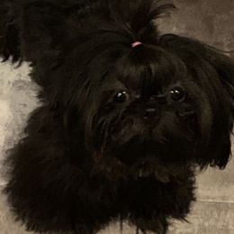 Raven - Shih Tzu