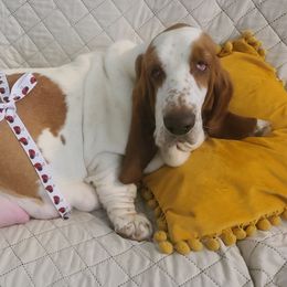 Basset Hounds from Pride Rock Basset Hounds