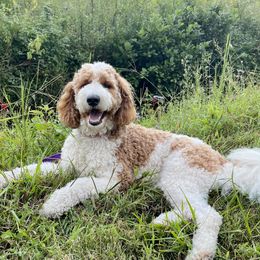 Aspen - Goldendoodle