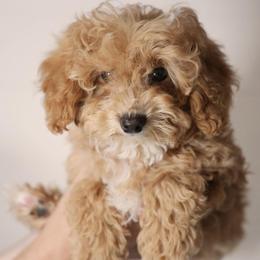 Trained Boy 3250 free USdelivery - Apricot male Goldendoodle puppy in Mayfield, Utah from Ruff Country Doodles