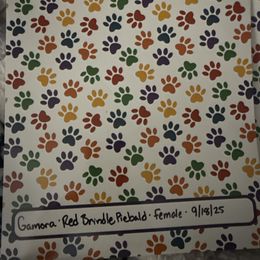 Gamora - Piebald female Dachshund puppy in Temecula, California from Naomi Magee's Dachshund Kennel