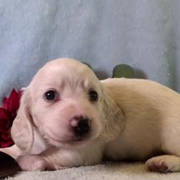 Boy 1 - Cream male Dachshund puppy in Mt. Sterling, Illinois from Doxie Do's