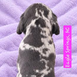 Aria - Merle female Great Dane puppy in Biscoe, North Carolina from Clouser's Bodacious Danes & Miniature Schnauzers